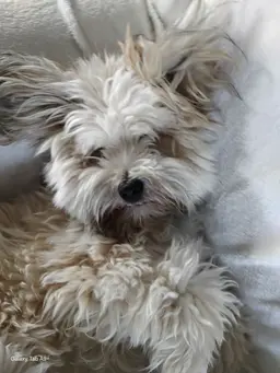 Profile image of Woof woof