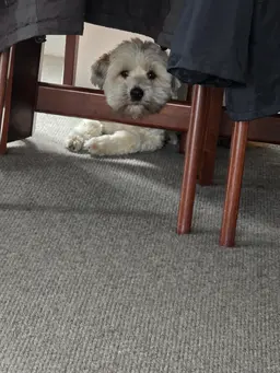 Profile image of Woof woof