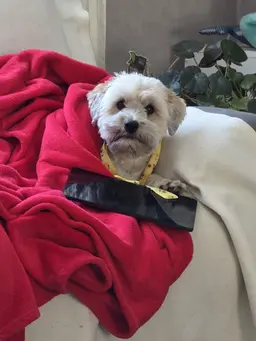 Profile image of Woof woof