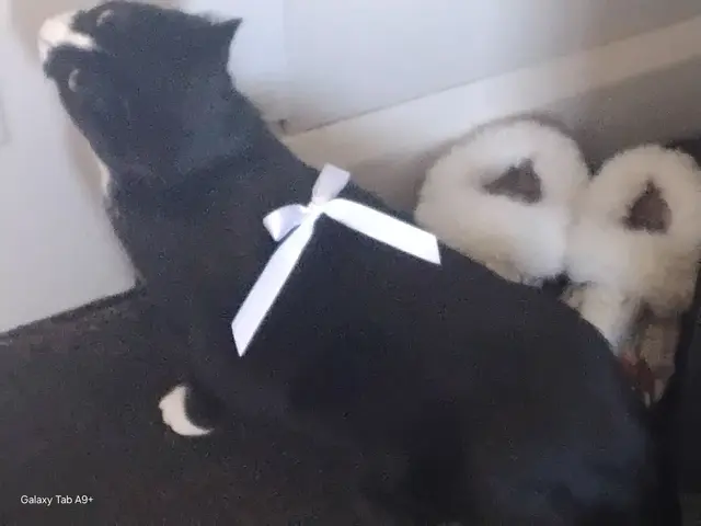 Profile image of Meow meow