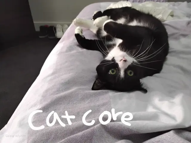 Profile image of Meow meow