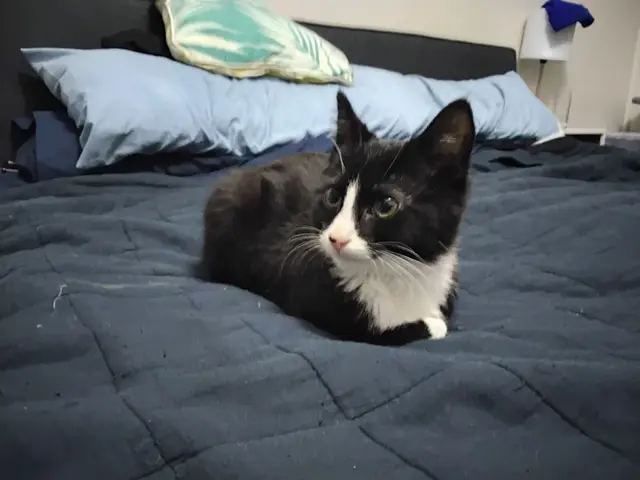 Profile image of Meow meow