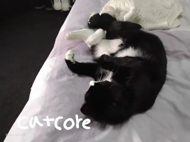 Profile image of Meow meow