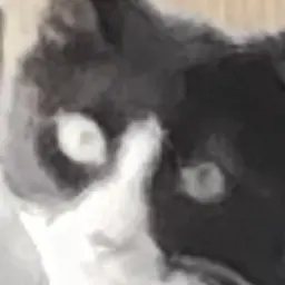 Profile image of Meow meow