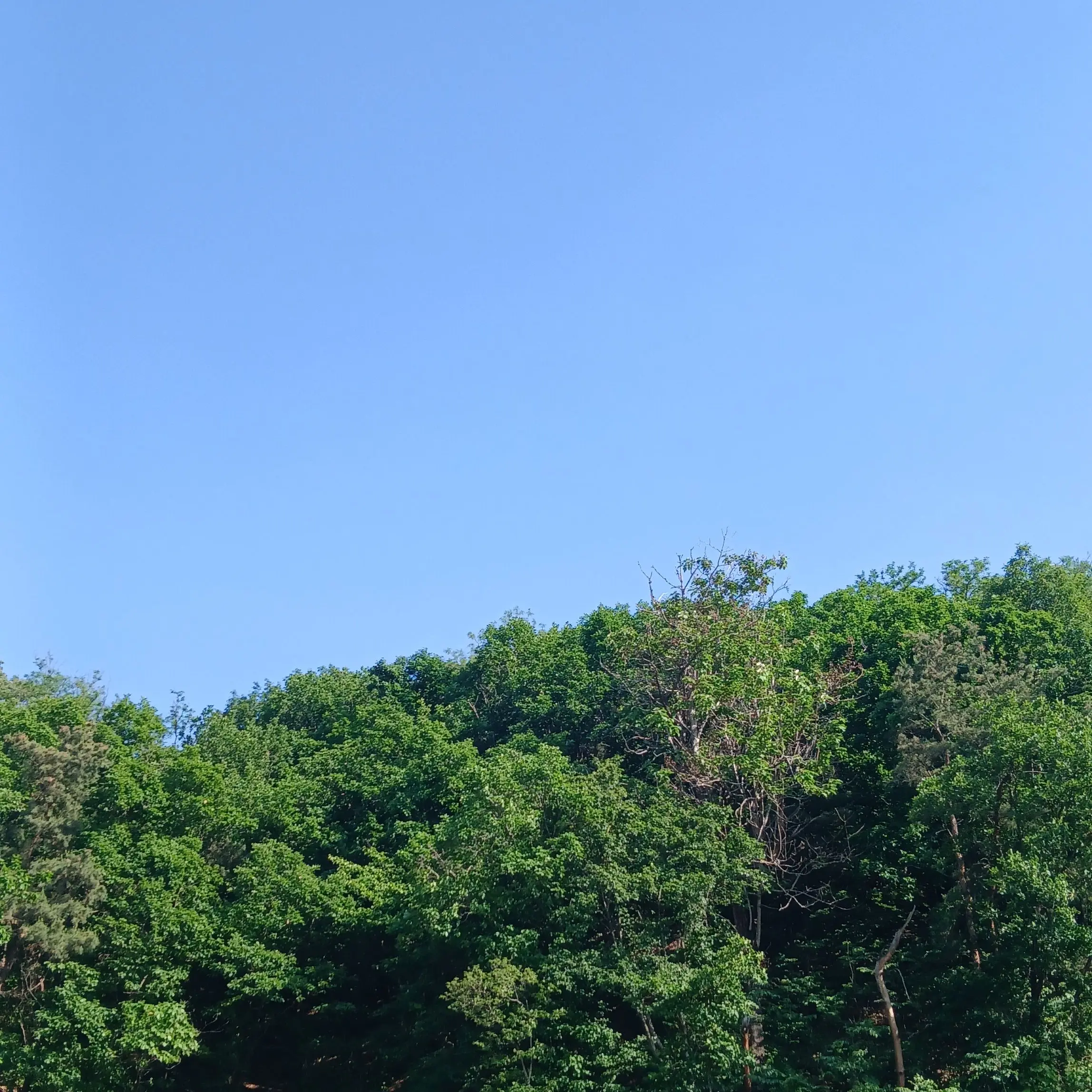 km-sy9xj의 야생에 생활