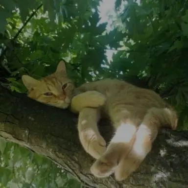 Profile image of 공룡