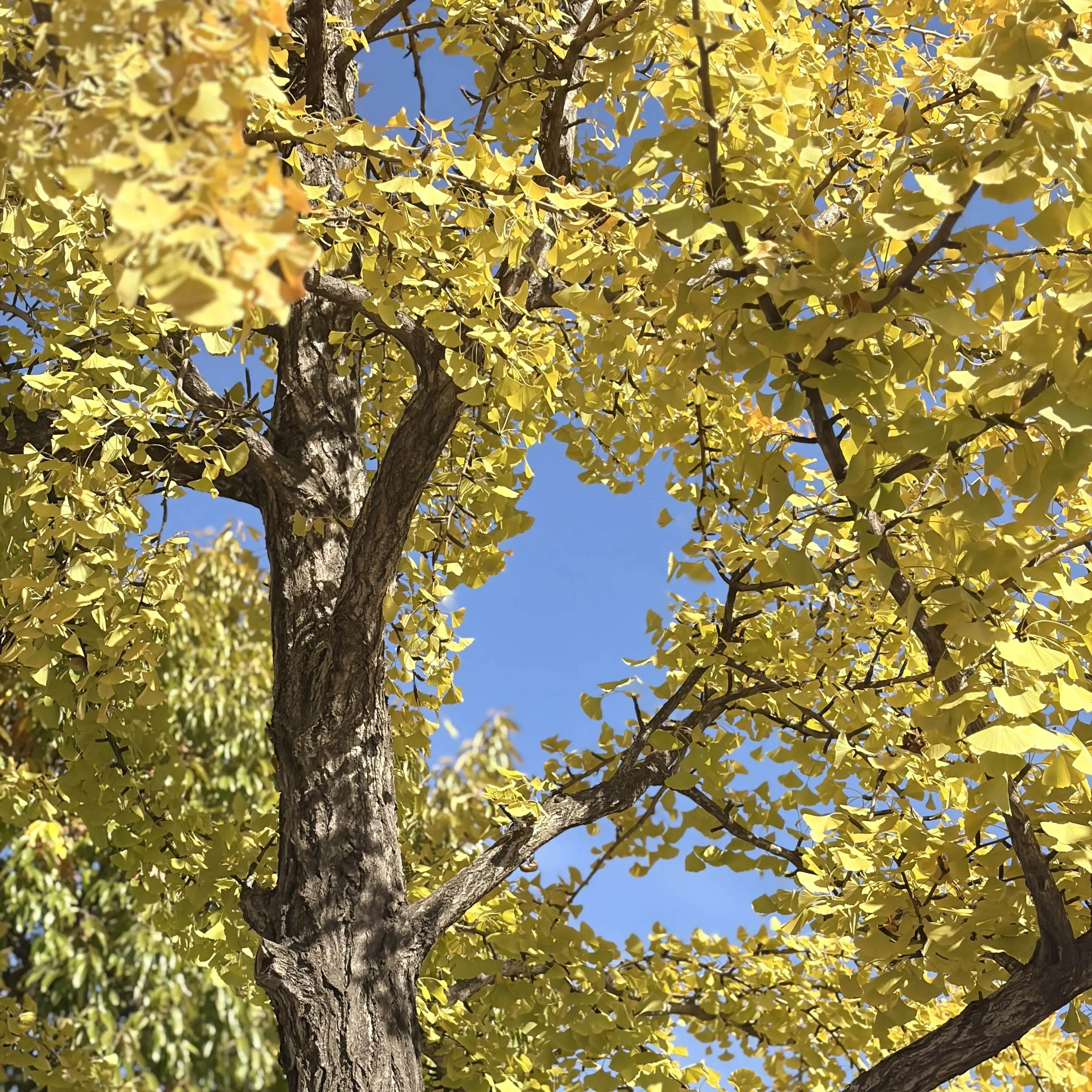 AcidicGhost7369의 …..