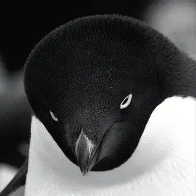 Profile image of Dino
