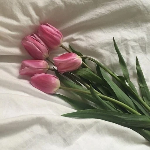 한노아