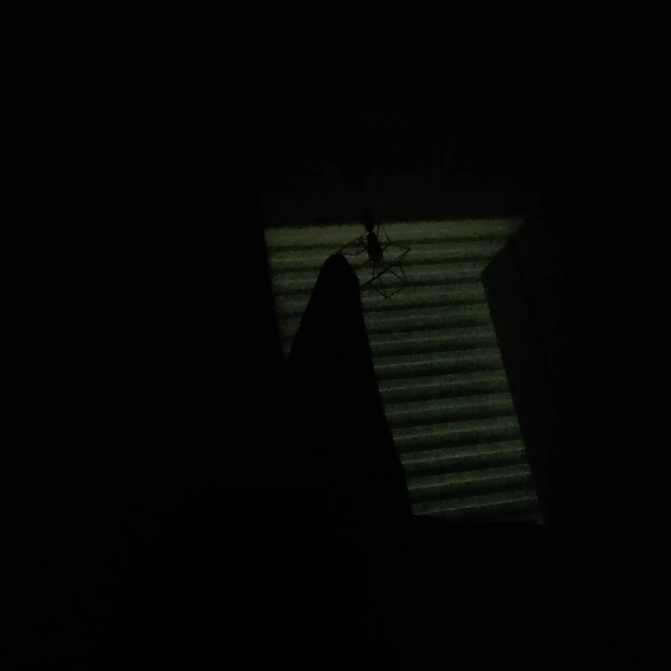 SimchungE2의 시어도어