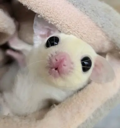Profile image of モモ