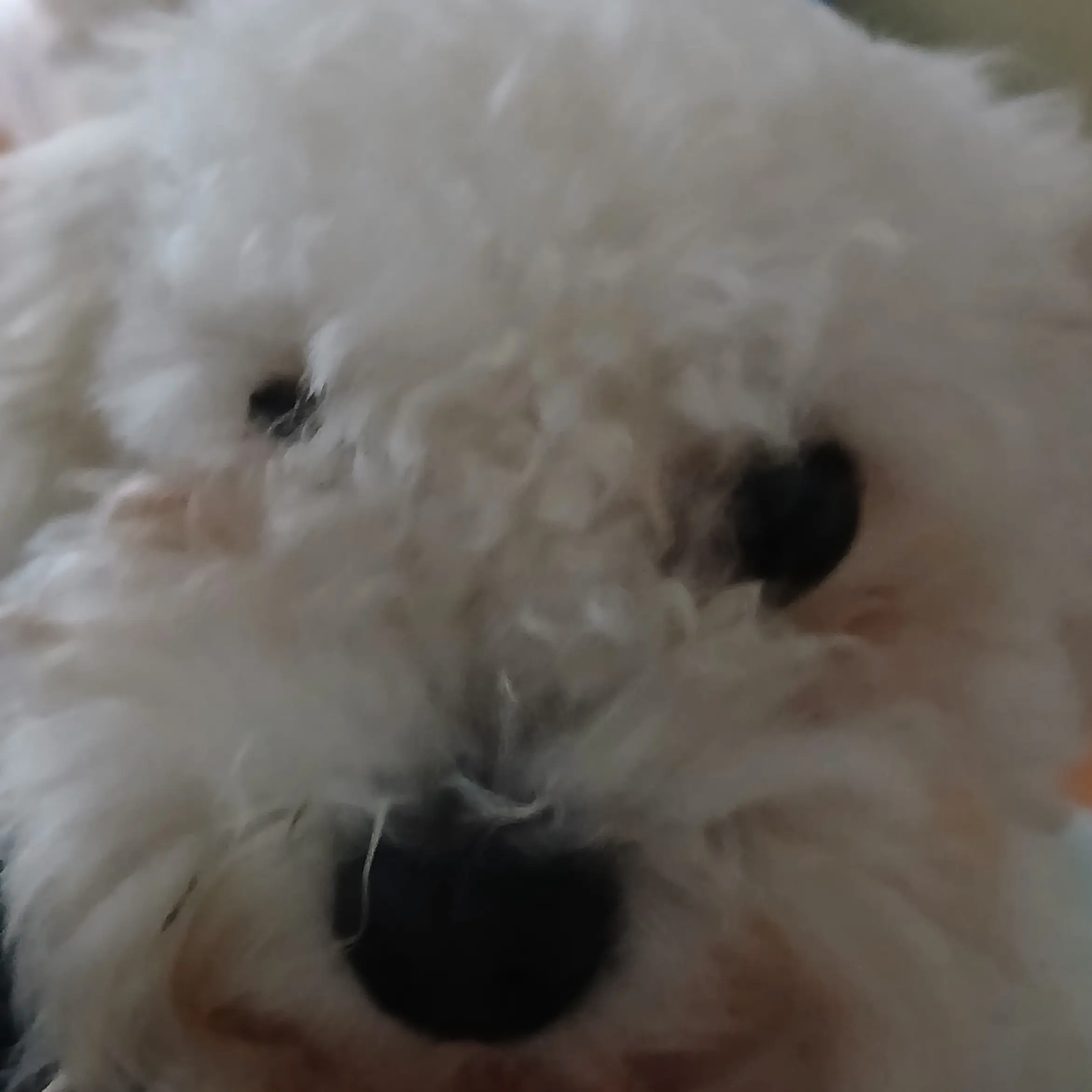 furry.olyu1130의 생크림