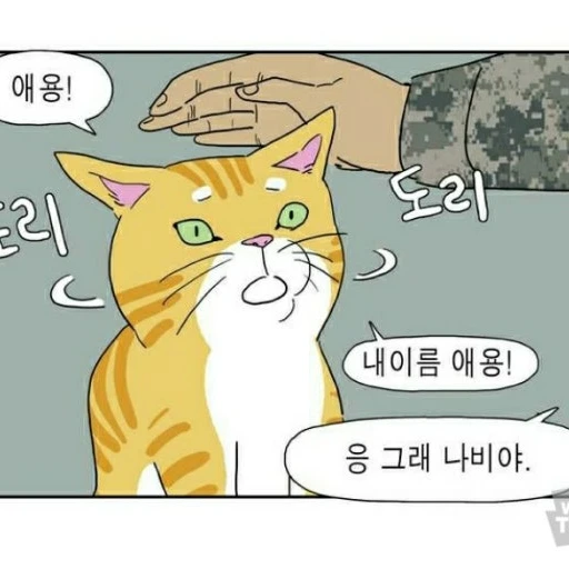 김애옹