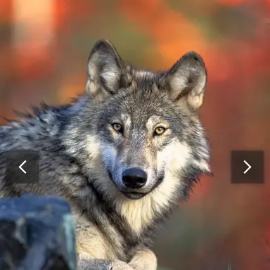 Profile image of 늑대