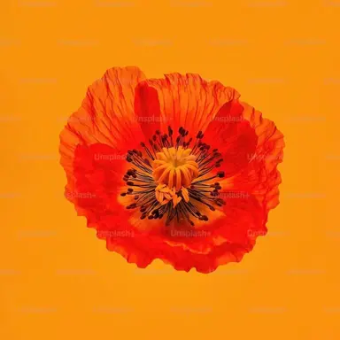 Profile image of 비화