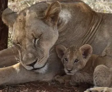 Profile image of Zoo Animal RPG