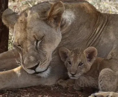 BrashSocks4491의 Zoo Animal RPG