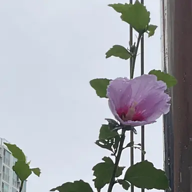 Profile image of 쿠가야마 렌지
