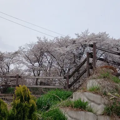 Profile image of 벨키