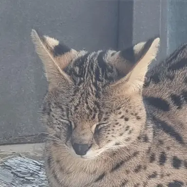 Profile image of 김여우