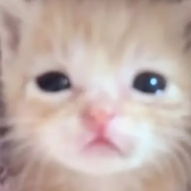 Profile image of 치즈냥
