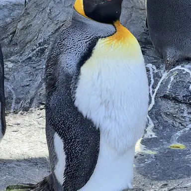 Profile image of ペンギン