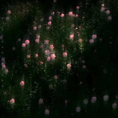 Profile image of Kwon