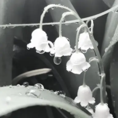 Profile image of 메르헬