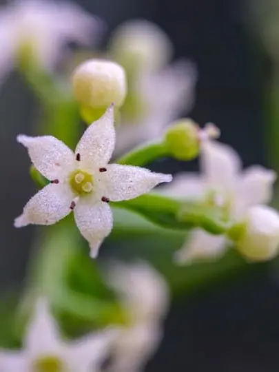 Kemuri_777_의 おねだりしてみて