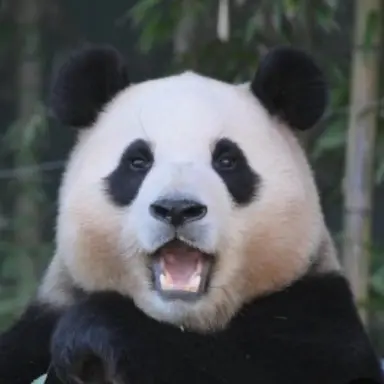 Profile image of 판다