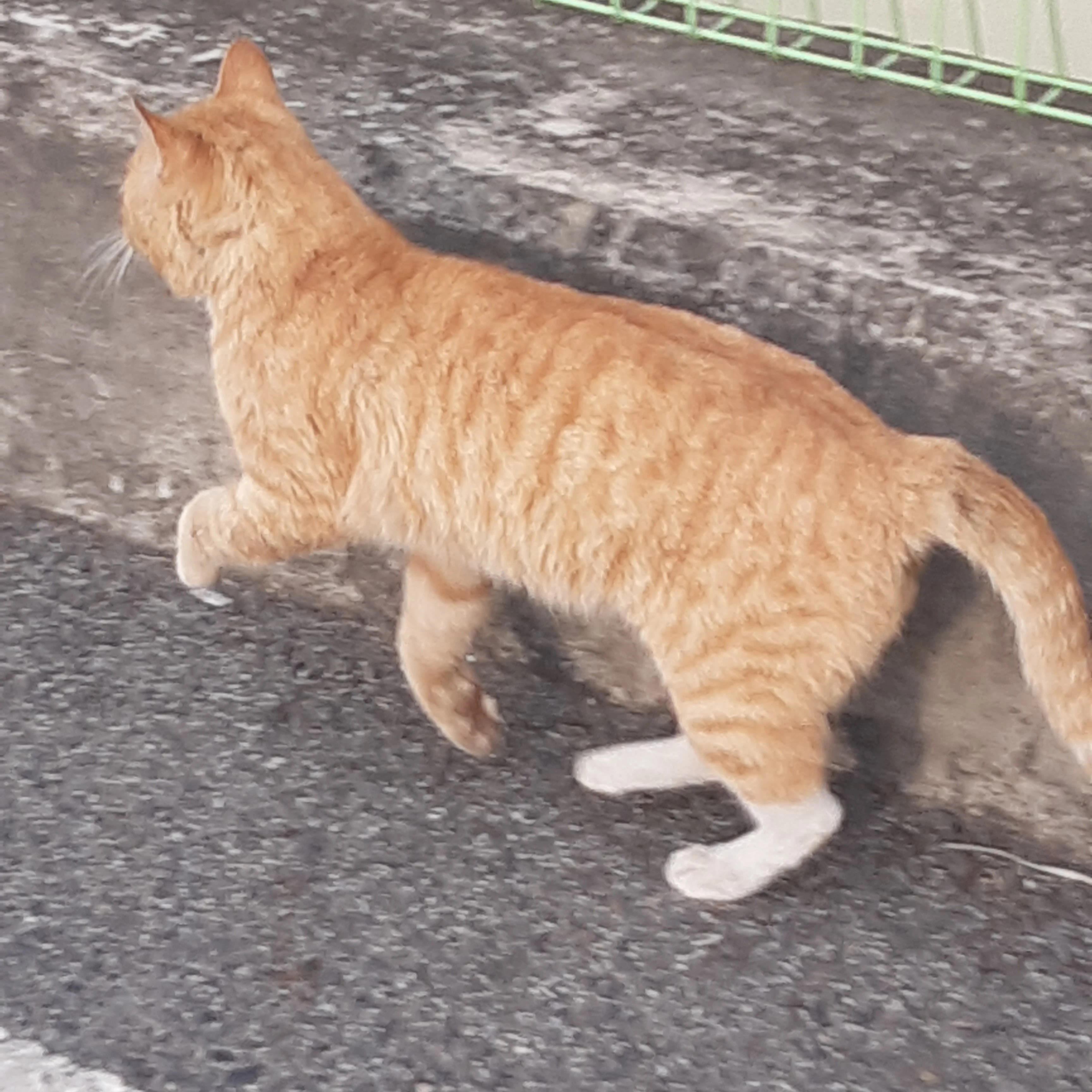 이루