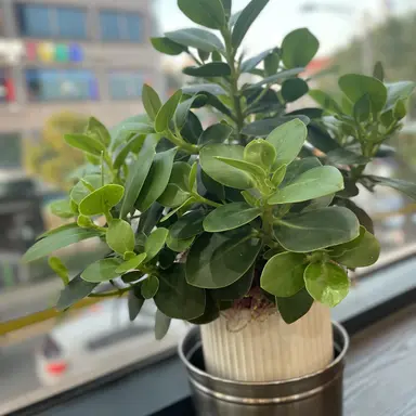 Profile image of 재이드