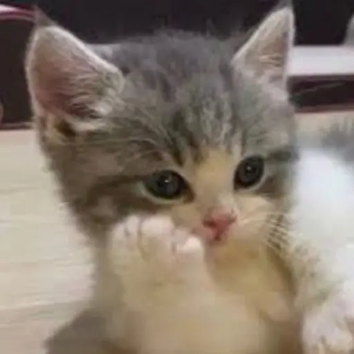 Zelverver0502의 자신감 넘치는 고양이