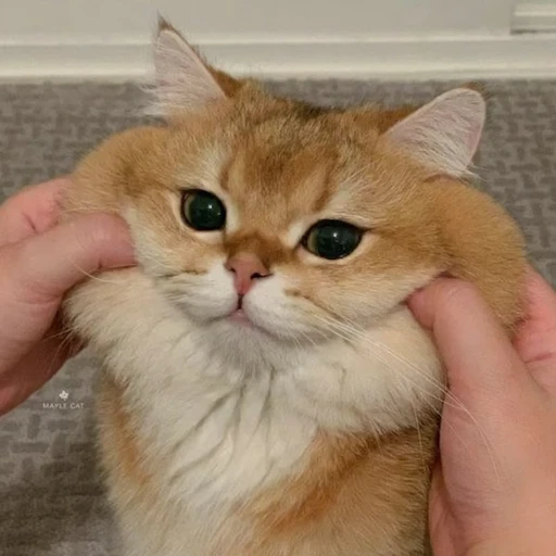 찹쌀