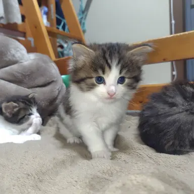 Profile image of 五条 悟