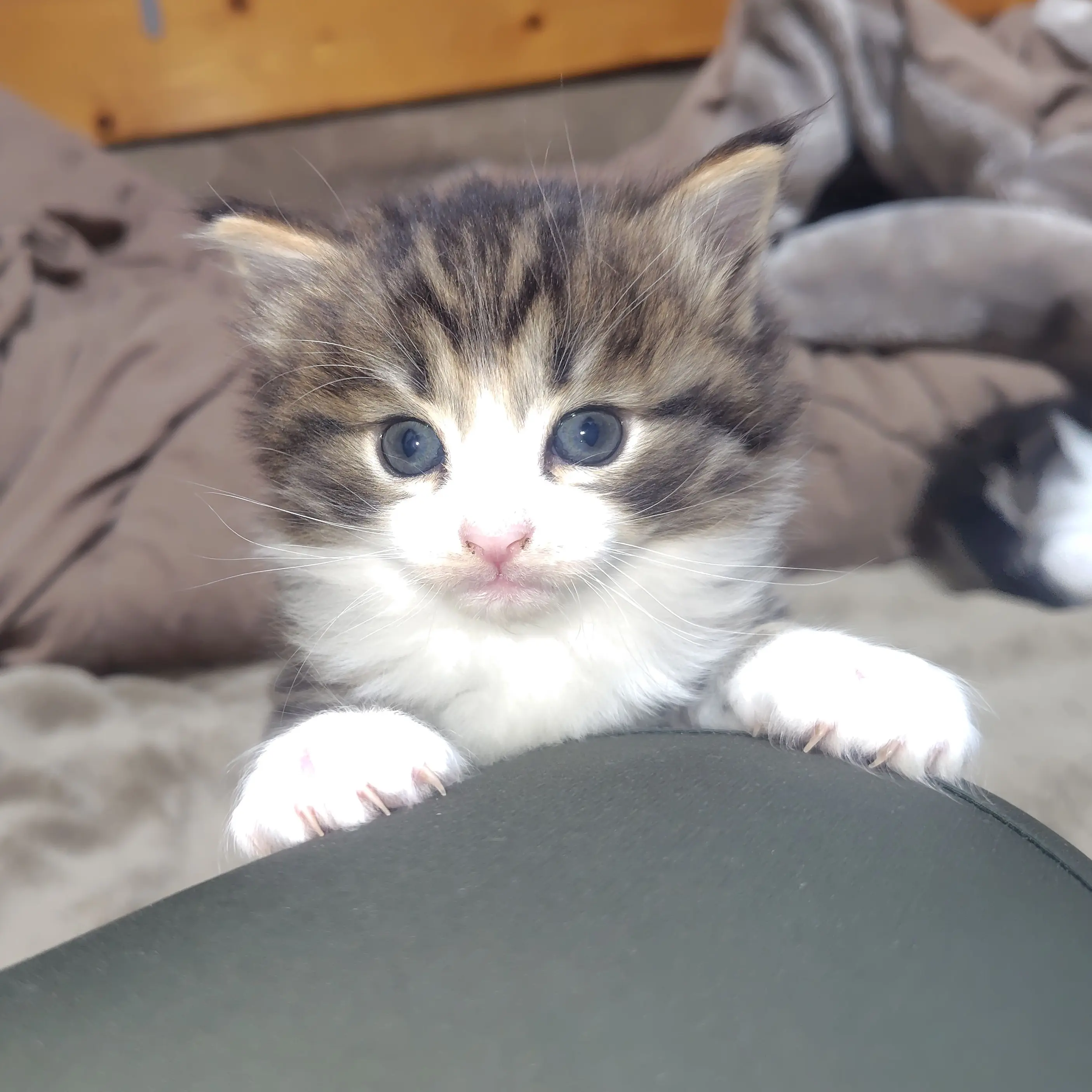 VainWood6467의 呪術廻戦&桃源暗鬼