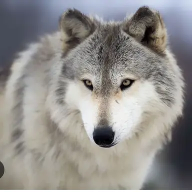 Profile image of Wolf