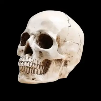 Profile image of 스컬