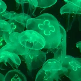 Profile image of 이오