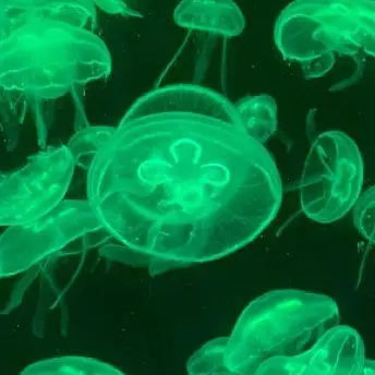 jy_eo10의 이반, 틸 유치원 (당신이 이반임!)