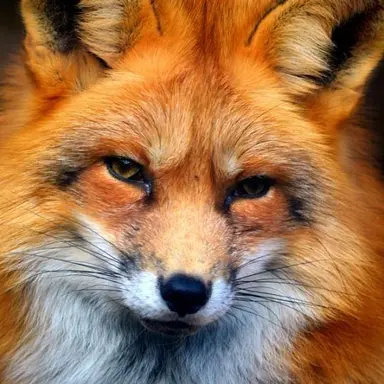 Profile image of 여우