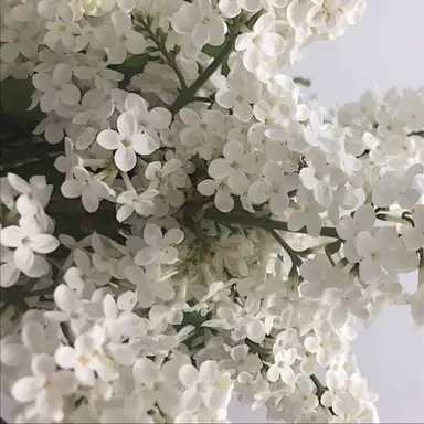 Profile image of 콜리꾸몽