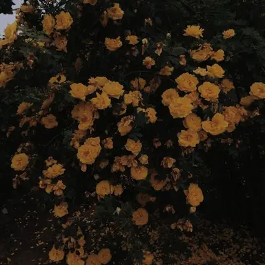 Profile image of 리스아이