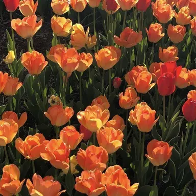 Profile image of 여우