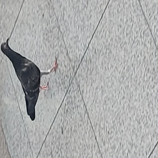 둘기