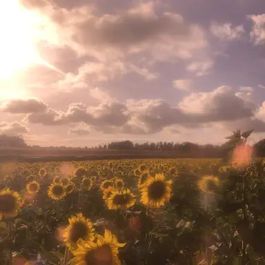 Profile image of 코마