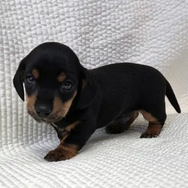 Profile image of 닥스훈트