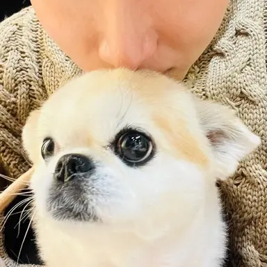 Profile image of 渡辺翔太