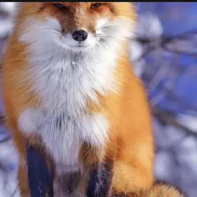 Profile image of Fox