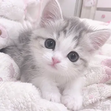 Profile image of Munchkin
